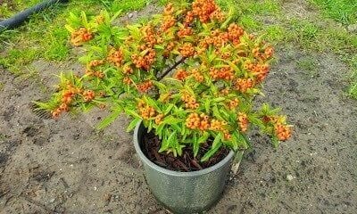 Yellow fruit fir