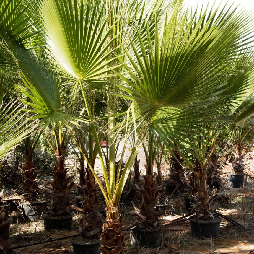 Washington palm