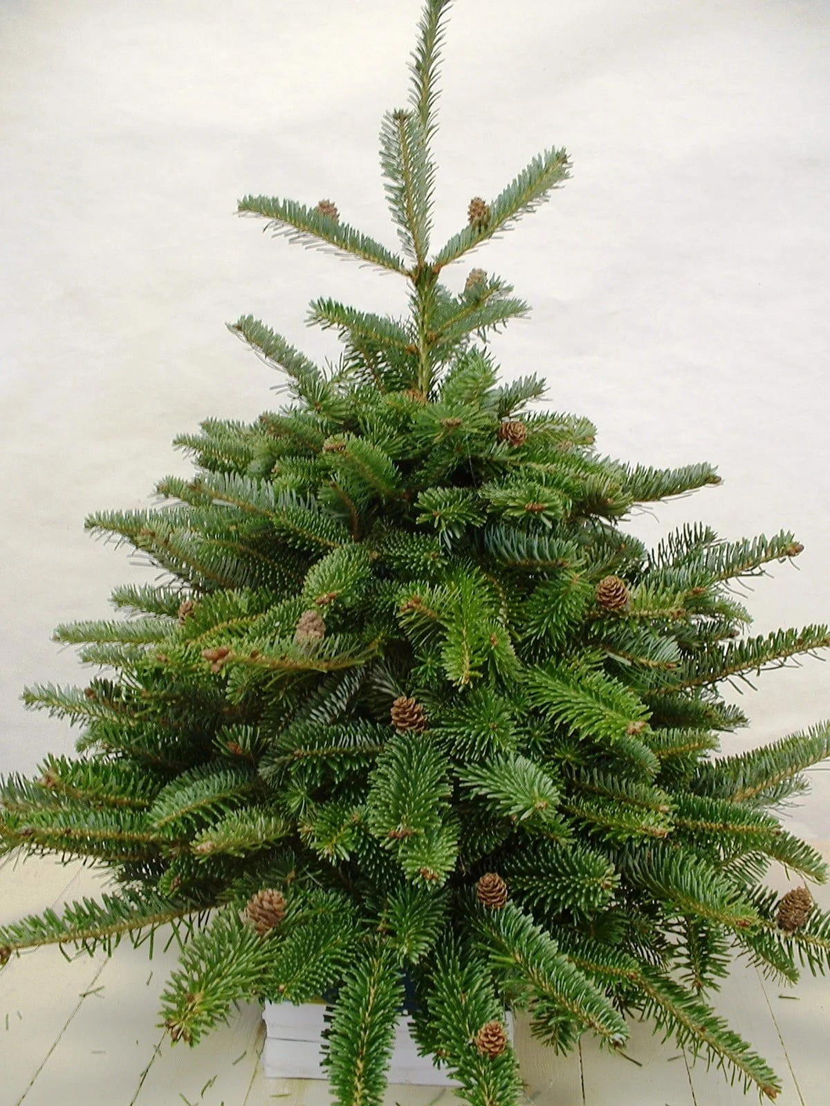 East spruce