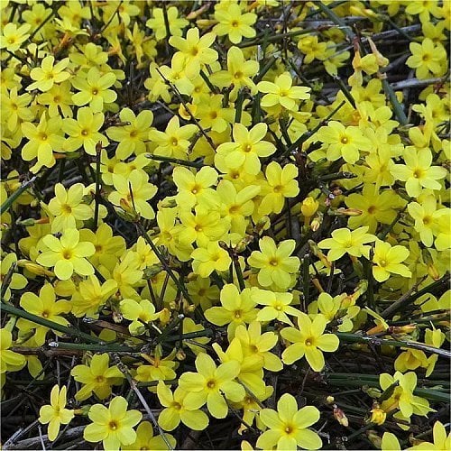 winter jasmine