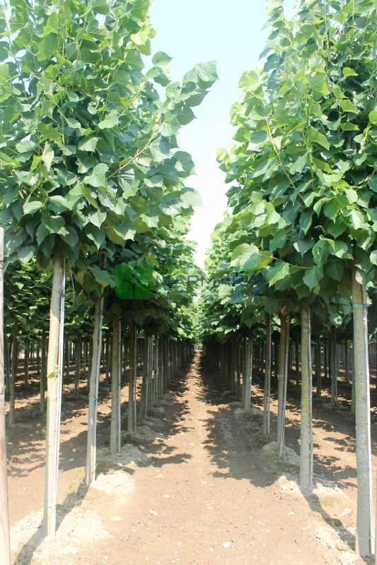 Large -leaf linden