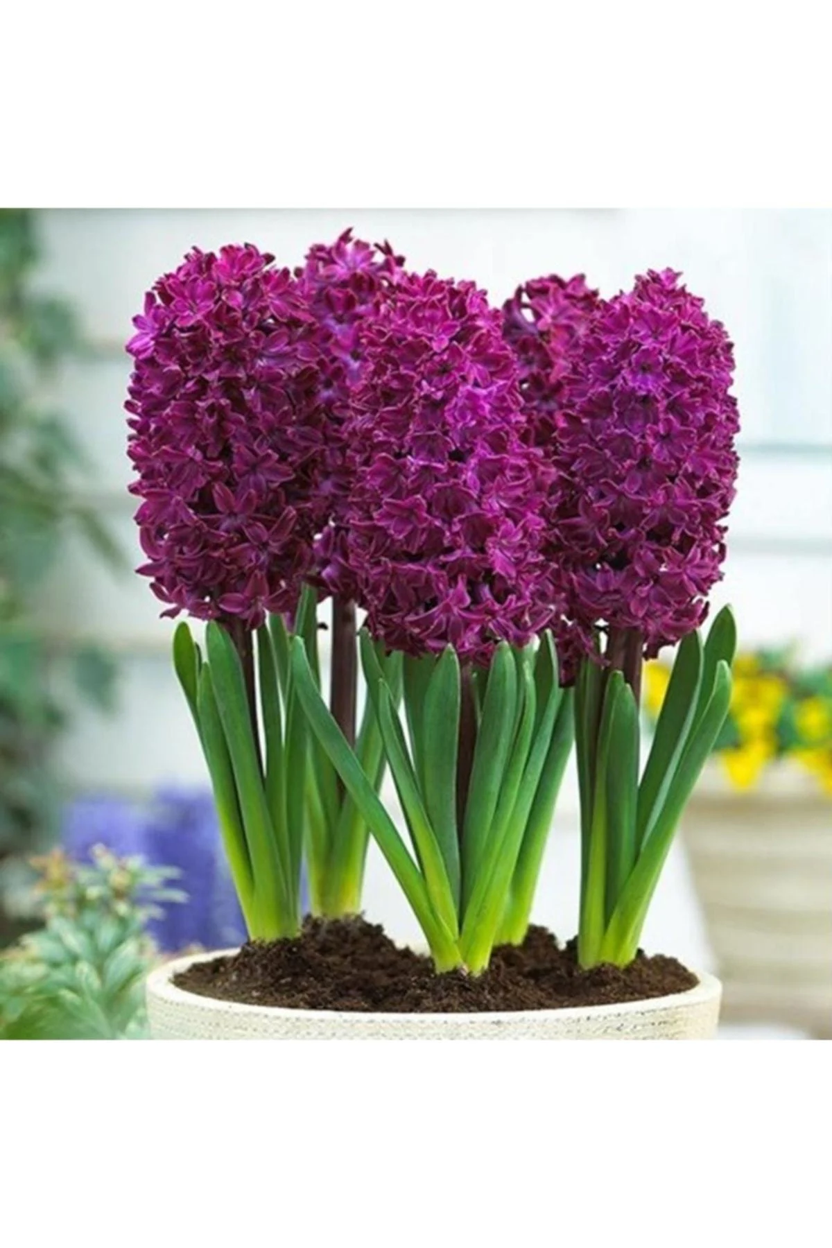 Hyacinth