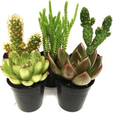 Cactus and Sukulents