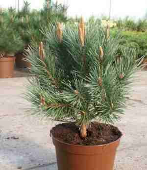Pine pine
