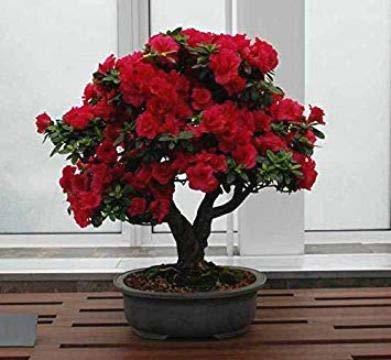 Dodur Rose