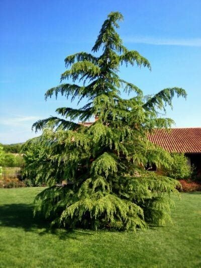 Taurus Cedar