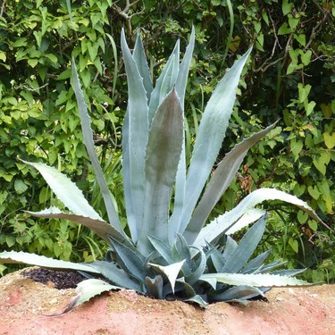 Agave