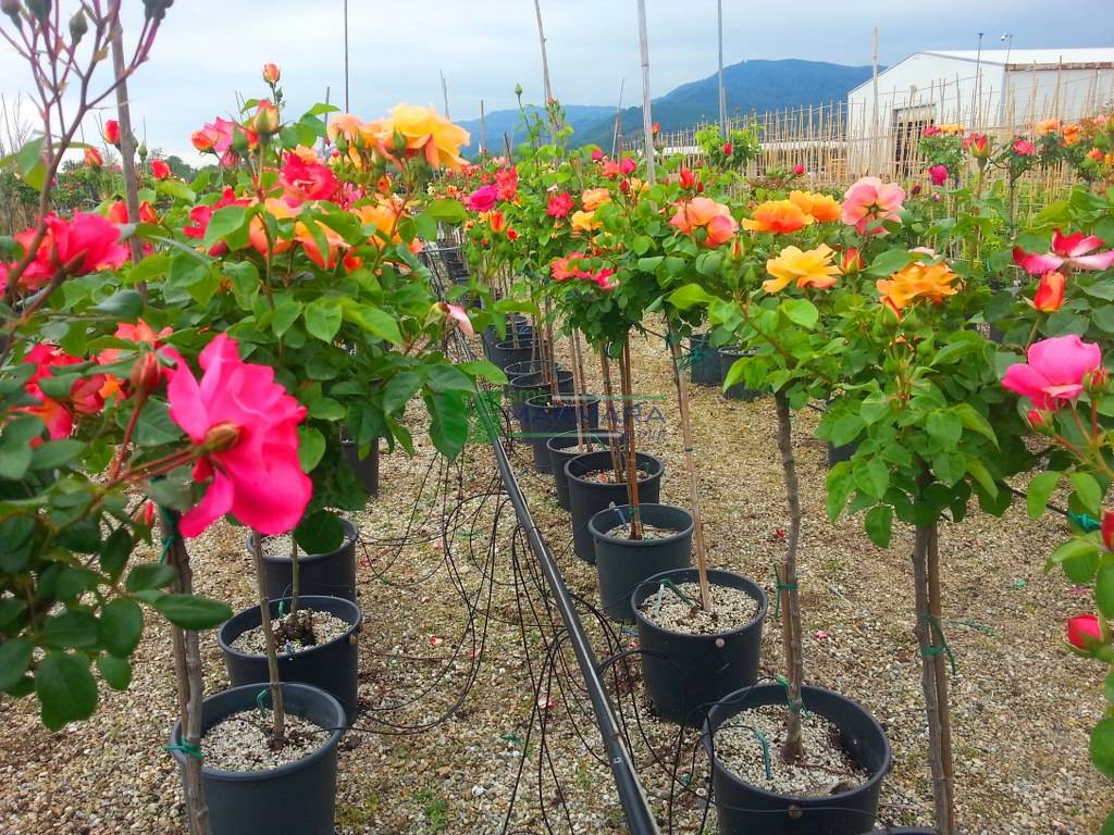 Landscape roses