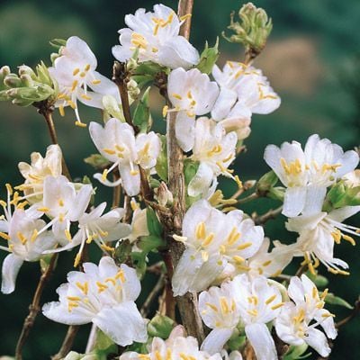 Scented honeysuckle