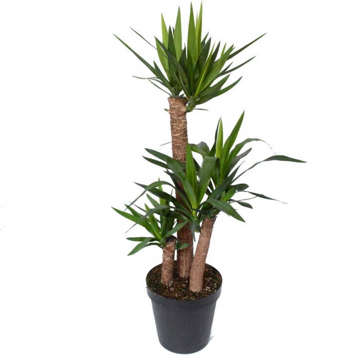Yucca