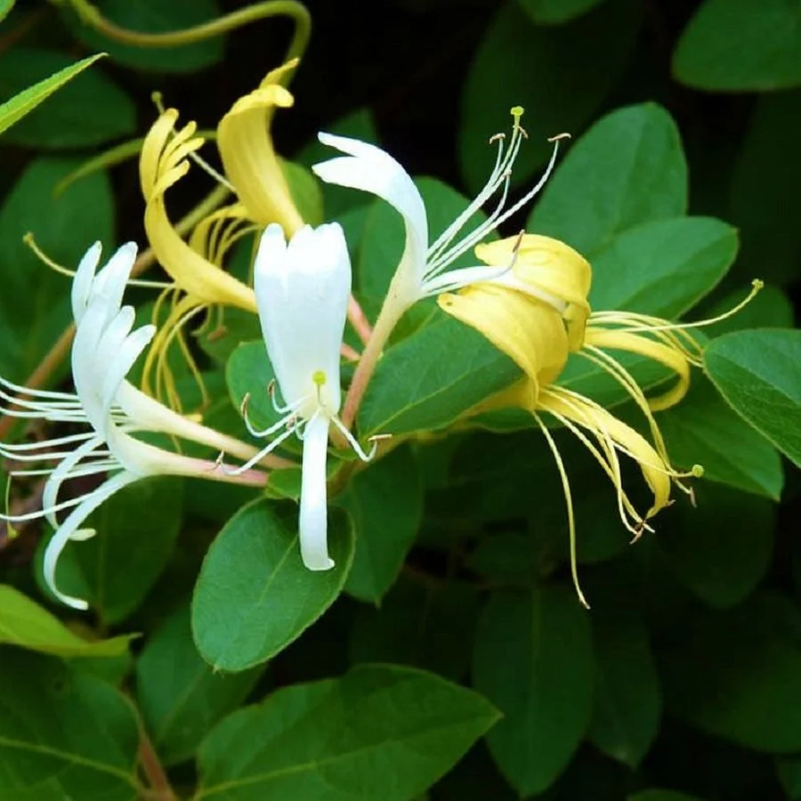 Scented honeysuckle