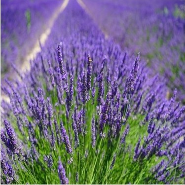 spanish lavender