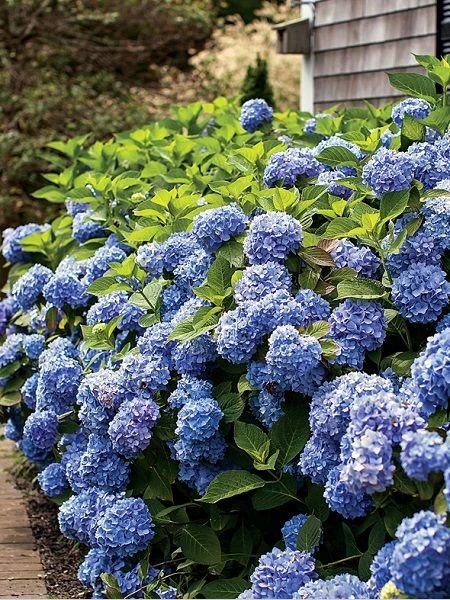 Great Flower Median