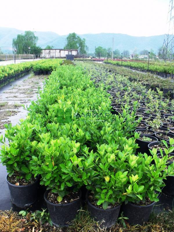 Green leafy taflan