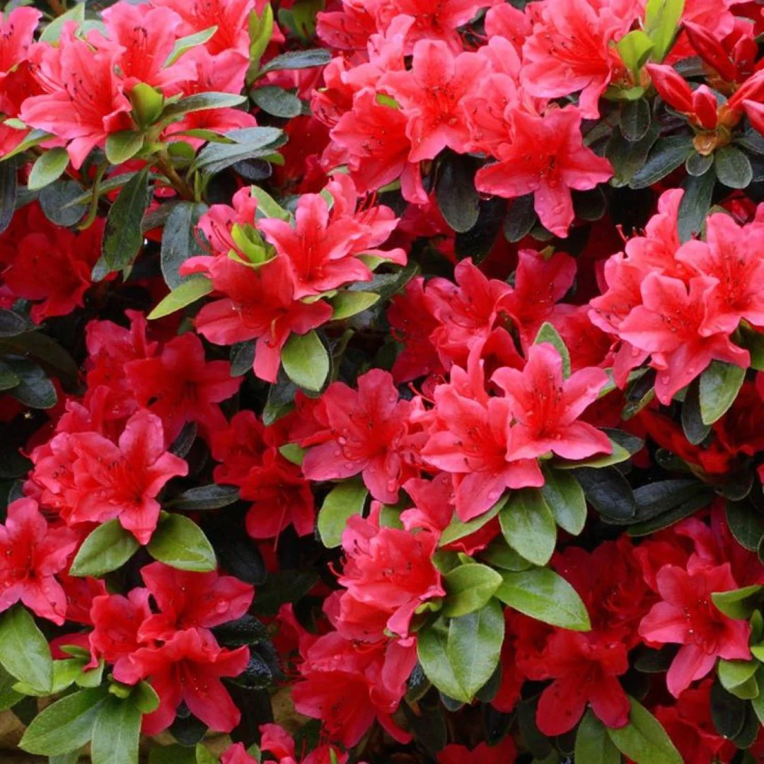 Azalea