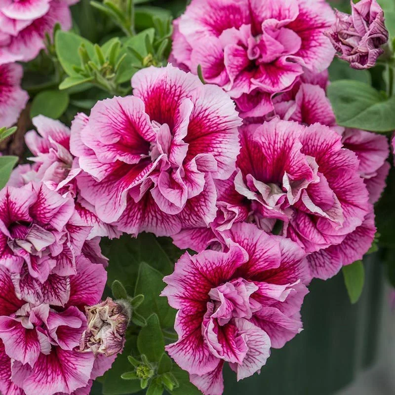 large flowered petunia