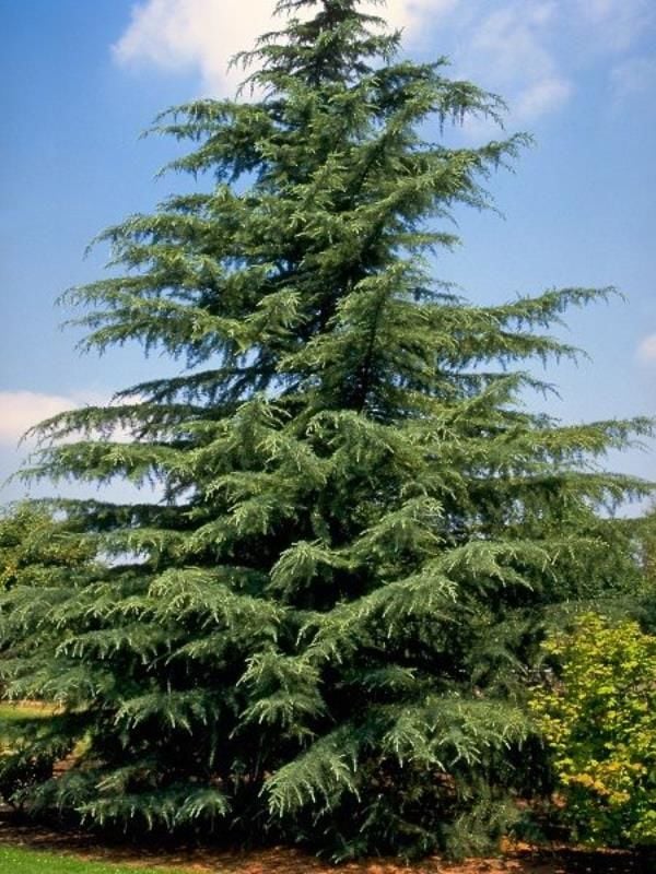 Deodar
