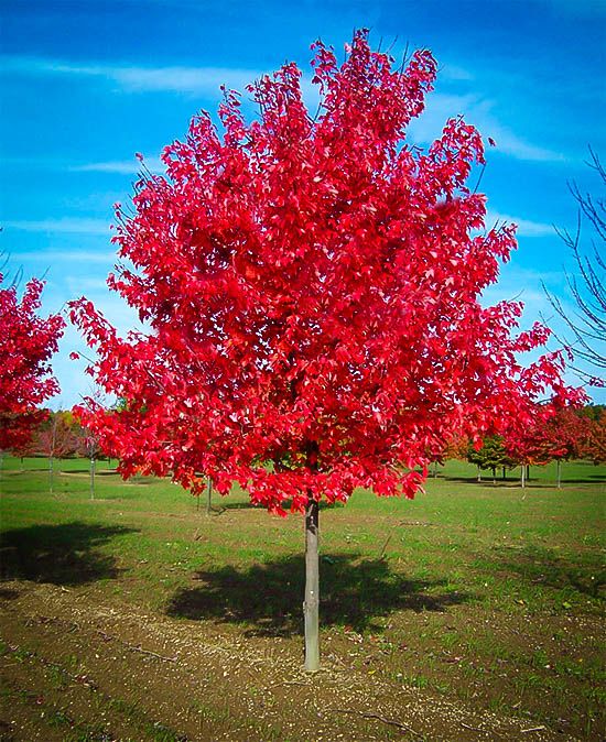 Red maple
