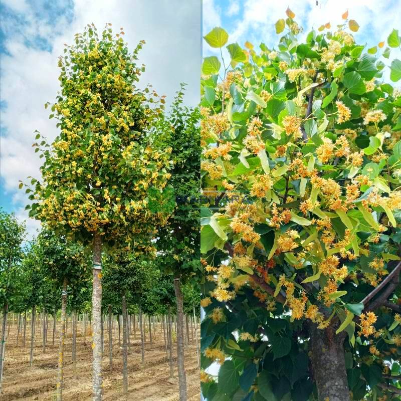 Small -leaf linden