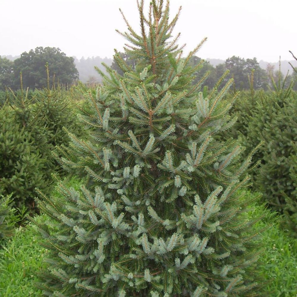 Serbian spruce