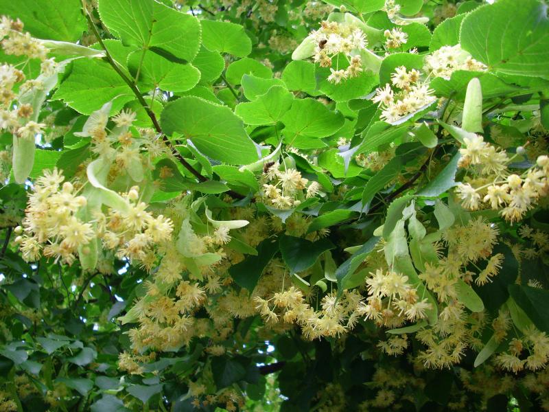 Silver linden