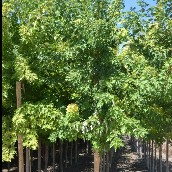 Gumusi maple