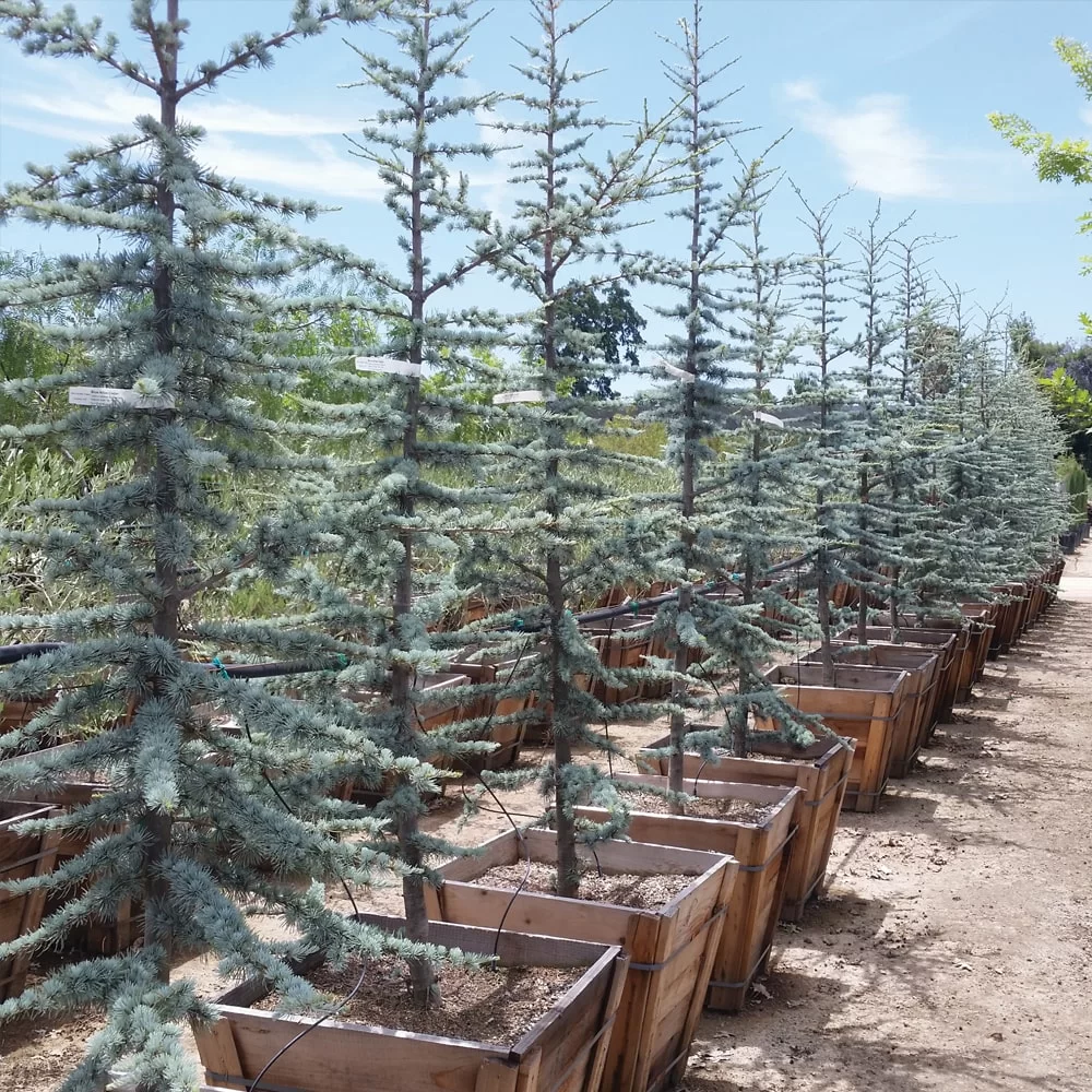 Atlas Cedar