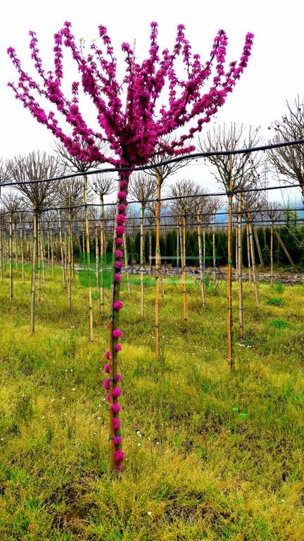 Chinese redbud