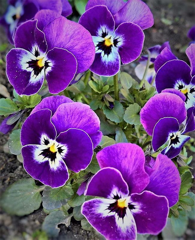 pansy