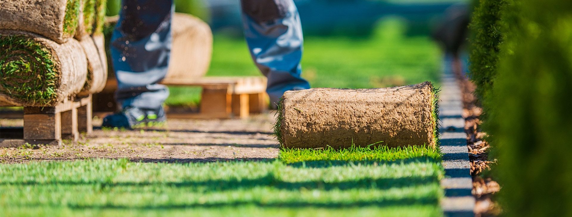Grass cultivation