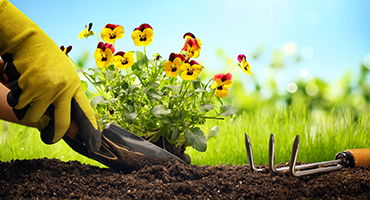 Fertilization and soil care