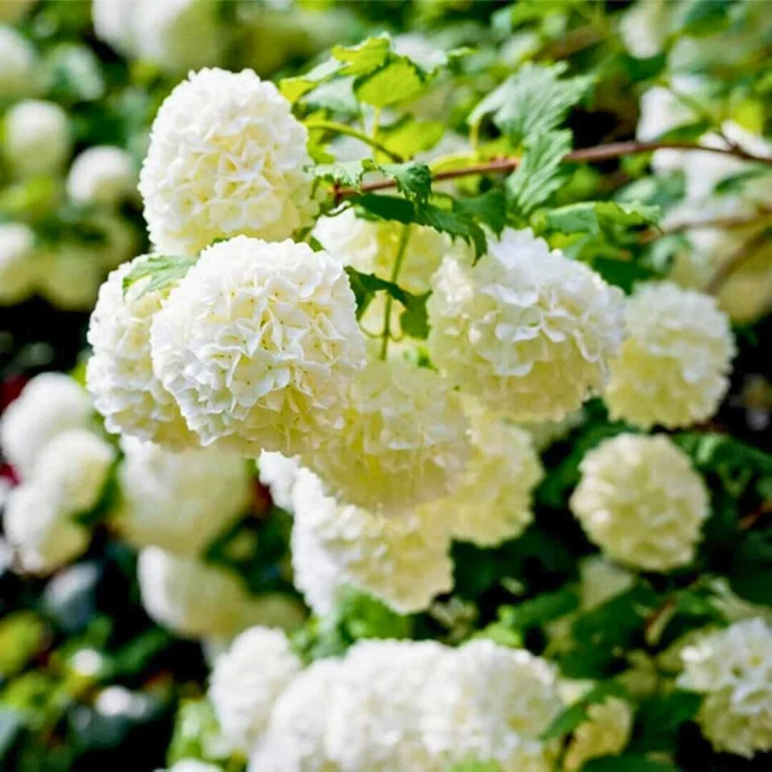 european snowball