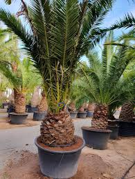 Palm palm