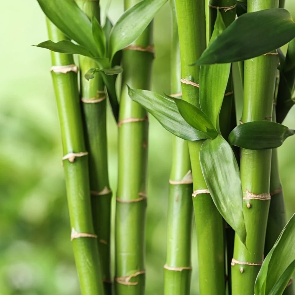 Bamboo