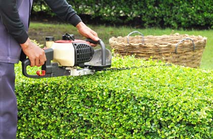 Pruning and cleaning