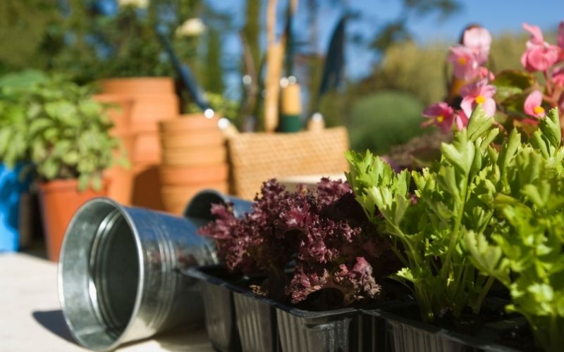 Plant supply