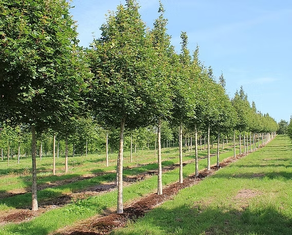Plain maple