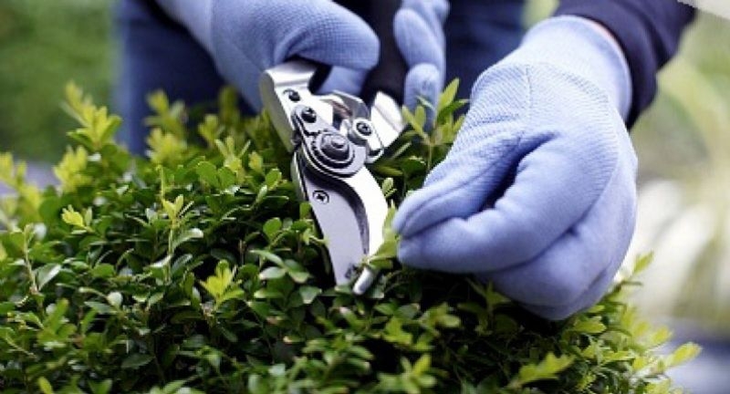 Professional Garden Care